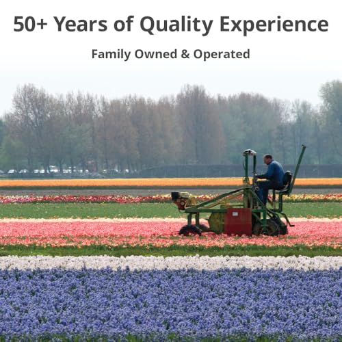 Allium Blend Purple - 30 Bulb Pack - 4 to 6 Inch Diameter Flower | Allium Bulb Grows to 28-32" Tall | Allium Bulbs, Easy to Grow