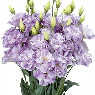 Amazon Co Jp トルコキキョウ 種 Amazon Co Jp トルコキキョウ 種