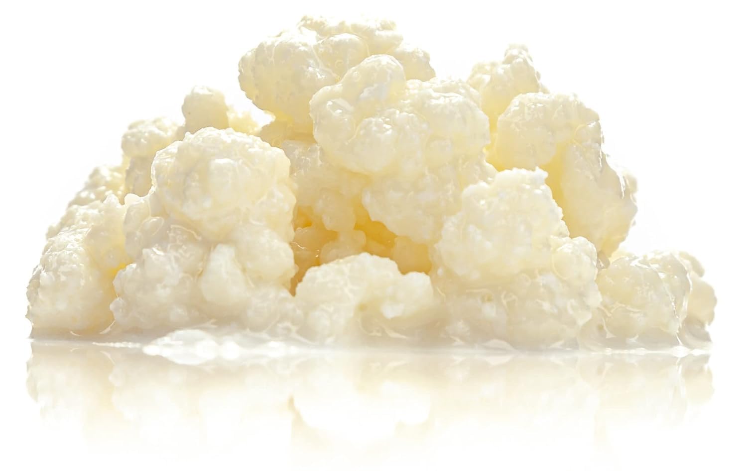Pack Nódulos 10g Kéfir de Leche + 50g Nódulos Kéfir de Agua – Probióticos Naturales para Fermentar Bebidas Saludables – Fácil de Usar y Reutilizable - OH MY KÉFIR®