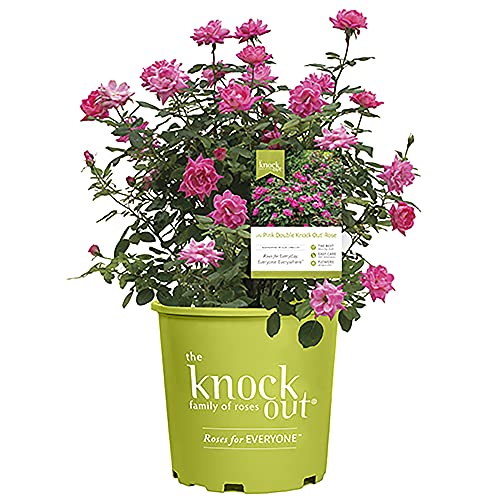 Knockout Double Rose 1 Gallon Bubblegum Pink