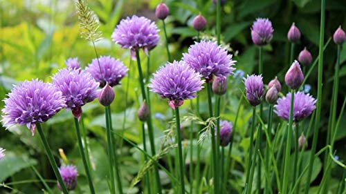 Gaea's Blessing Seeds - Chives Seeds (1000 Seeds) Non-GMO Seeds with Easy to Follow Planting Instructions - Open-Pollinated Heirloom 88% Germination Rate 1.5g (Single Packet) - Image 4