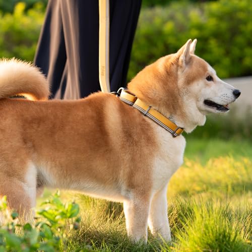 Hyhug Design, Martingale Nylon Klassische Halsbänder ,Anti-Flucht Hundehalsband. 3M Reflektierender Streifen, Komfortabel Verstellbar, Sicherer Nachtspaziergang, Hunde-ID-Tag-Montageloch