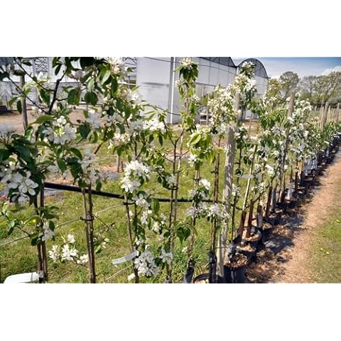 Lincolnshire Fruits Malus John Downie Potted Plant Cover