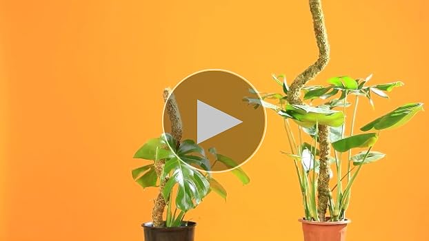 HuiPoLii 1 x 125 cm Coir Monstera Trellis, Bendable Monstera