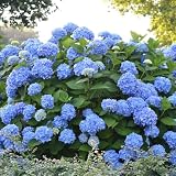 Original Endless Summer Hydrangea 12-18' in Height in a #3 Container