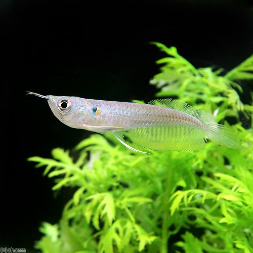 熱帯魚　シルバーアロワナ　アロワナ Amazon | （熱帯魚）シルバーアロワナ Sサイズ（ブリード）（1匹
