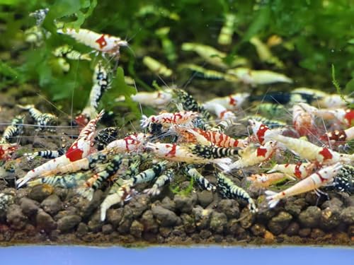 The Seam Oasis - Mix of 20 Caridina Shrimp - Red & Black Galaxy Fishbone, BOA, Pure Red Line & Deep Blue - Live Shrimp Freshwater Aquarium - Juvenile 1/4