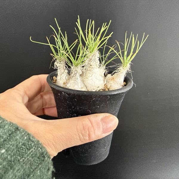 Amazon｜Albuca humilis 多肉植物：アルブカ フミリス S*｜観葉植物