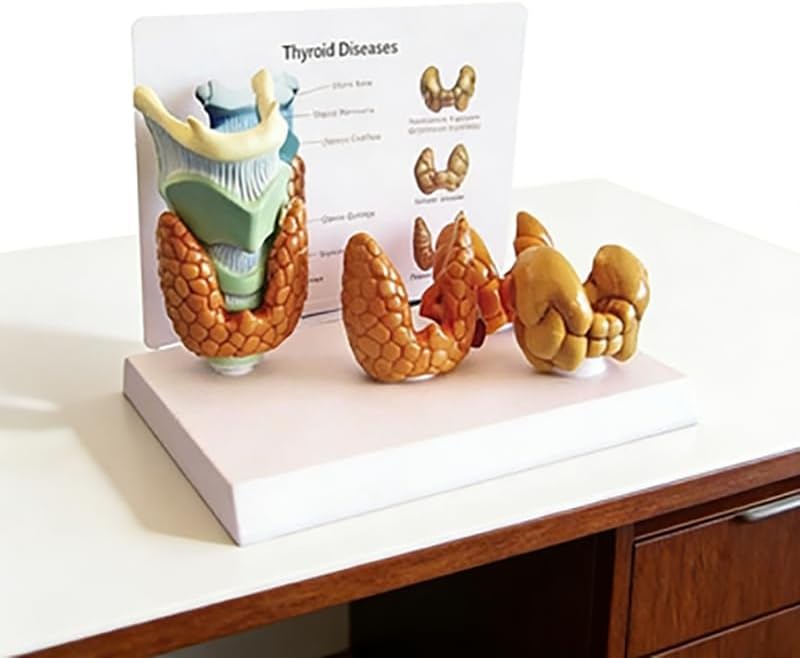 Thyroid Gland Anatomy Model, 8.9x6.2x7.5 Inches Human Body Figure Model for Anatomy Study, Anatomical Models and Physiology Study Tools