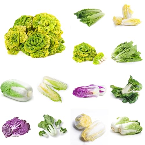 Comprar plantas de col china plantas resistentes en macetas col china Semillas de hortalizas, decoración jardín exterior, Verduras invierno, resistentes para el jardín, semillas 350pcs