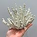 Abbott Collection 20-SEASHORE/45 Small White Finger Coral Decorative Resin Figurine