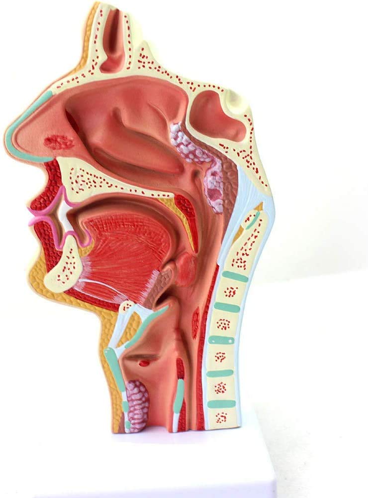 Nasale Gola Modello, Organo anatomico, laryngopharynx nasale cavità longitudinale Sezione, Usato per Forniture mediche Laboratorio didattico