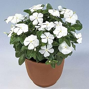 Vinca Rosea Pure White Rozet  i e i 20 tohum