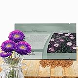 Outsidepride Tall Pompon Blue Aster Seeds - 2000 Pcs. Annual, Hardy & Pollinator Friendly Flower Seeds for Planting Vibrant Disc-Shaped Blue Blooms, Ideal for Meadows & Aesthetic Gardens