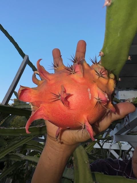 Frankies Red Dragon Fruit Sale Special Flesh Cutting 7-10 Inchs (2) Pieces