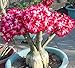 Produktbild (Desert Rose * Ambizu *) Rose Can Absorption von Formaldehyd Bunte Bonsai Desert Rose Blumensamen 50 Stück Mix Samen