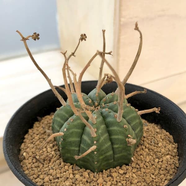Amazon｜ユーフォルビア：バリダ 3号[多肉植物][厳選株]｜観葉植物