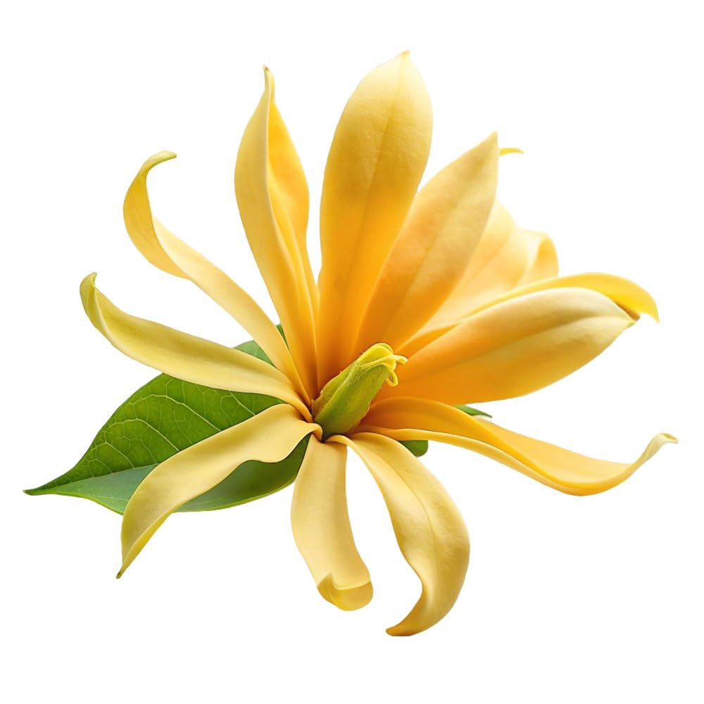 Gran Velada - Duftöl Aromatisches Exotische Blumen 1000 ml | Duftöl für Seifen, Kerzen & Kosmetik, Parfümöl für Diffuser, Rohstoff für DIY Naturkosmetik, Hochkonzentriertes Aroma