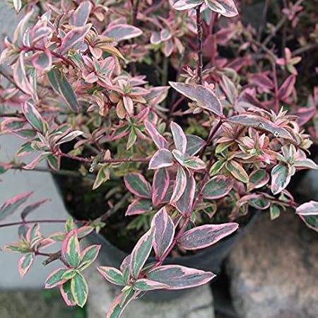 Amazon Co Jp ヒペリカム トリカラー 本 Diy 工具 ガーデン