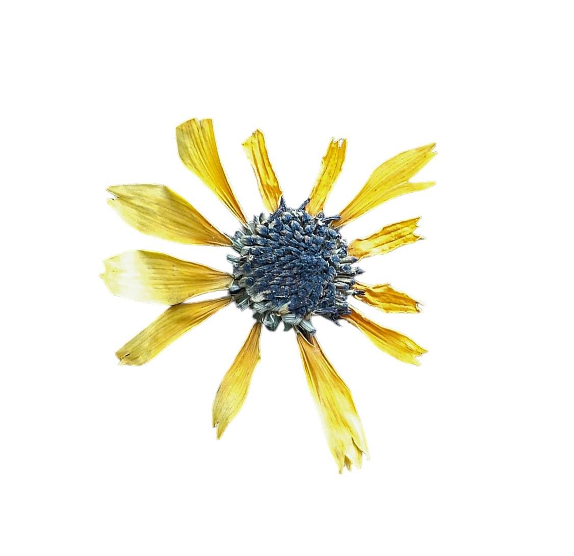 Dried Sunflower Flower for Jupiter's potli as per Lal Kitab Remedy-image-39