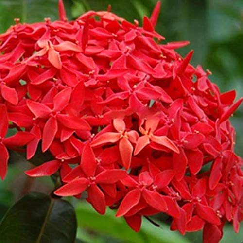 Mphmi Plant Ixora Long, Singapuri Ixora (Red) - Plant Jungle Geranium (B08VHRZTCT) Amazon Price History, Amazon Price Tracker