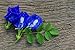 Bluechai Butterfly Pea Flower Powder - Natural Blue Food Coloring - 100% Organic Bluechai - Pure Powdered Butterfly Pea. Perfect for Beverages, Cakes and Culinary Delights