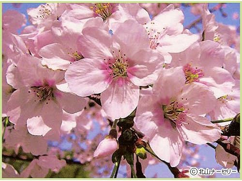 Amazon 桜 サクラ 苗木 染井吉野桜 花 Amazon 桜 サクラ 苗木 染井吉野桜 花