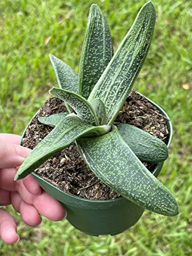 Gasteria Batesiana, Very Big, Cow Tongue, G.d.rowley Xanthorrhoeaceae Little Warty In A 4 Inch Pot #TOP1