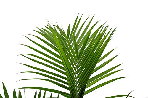 Costa Farms Home Décor, Premium Live Boston Fern Hanging Basket, 2-Pack & Majesty Palm Tree, Live Indoor Plant, 3 To 4-Feet Tall, Ships With Décor Planter, Fresh From Our Farm #TOP6