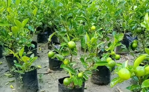 Image of Bahan Traders Seedless Lemon All Season Bearing Live Air Layered Plant Hybrid Nimbu Tree in a plastic grow bag