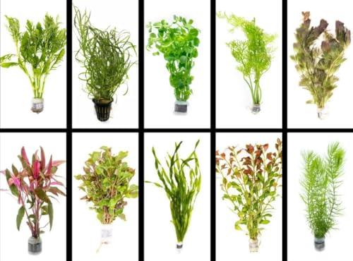 Live Freshwater Aquarium Plants - 5 Assorted Bundle Rooted for Fish Tanks - (Grower's Choice) Beginner Friendly - 2 Day Shipping (FedEx 2Day)