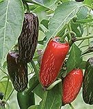 Biker Billy F1 Hybrid Hot Pepper Seeds - Excellent for Salsa, sauces & Pickling(50 - Seeds)