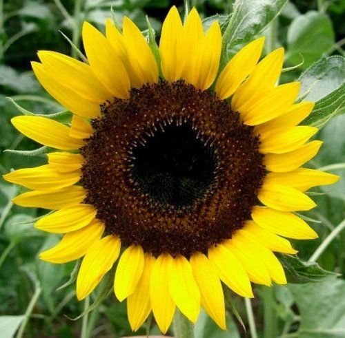 Portal Cool Las Semillas de Girasol, Semillas oleaginosas Negro, Semillas de Girasol de la Herencia, P�cJaros del Amor Ellos 50ct