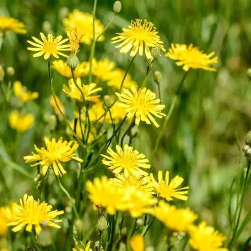 Hieracium semillas de silvestres de balcón jardín decoraciones jardín para exteriores extremadamente resistentes cortadas decoración sala estar 25pcs