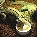 Orgrimmar 2 Pack Reptile Food Bowl Lizard Gecko Food Water Dish Bearded Dragon Feeding Dish, Ceramics Worm Dish for Lizard Anoles Bearded Dragons