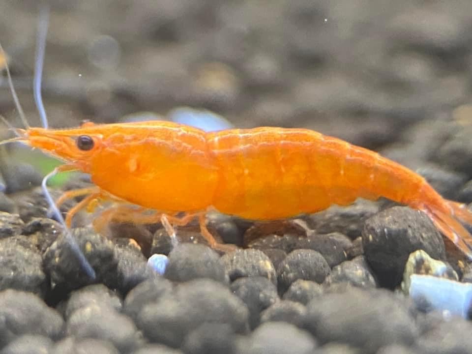 Las Vegas Exotic Fish™ 20 High Grade Orange Sunkist Shrimps Neocaridina Live Freshwater Shrimp Aquarium Inverts (Live Guarantee or Replacemnt is Free) Free Plant