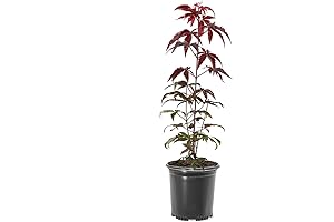 Japanese Red Maple: A Vibrant Addition to Your Landscape