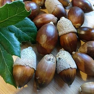 Plant World Seeds - Quercus Ilex (Acorn) Seeds (Tree & Shrub Seeds)