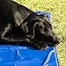 Navaris Kühlmatte Hund Kühldecke Katzen - Abkühlung Kühlmittel für Tiere - Gelmatte für Bett oder Auto - Regulierung der Körpertemperatur - Selbstkühlende Matte 40x50cm