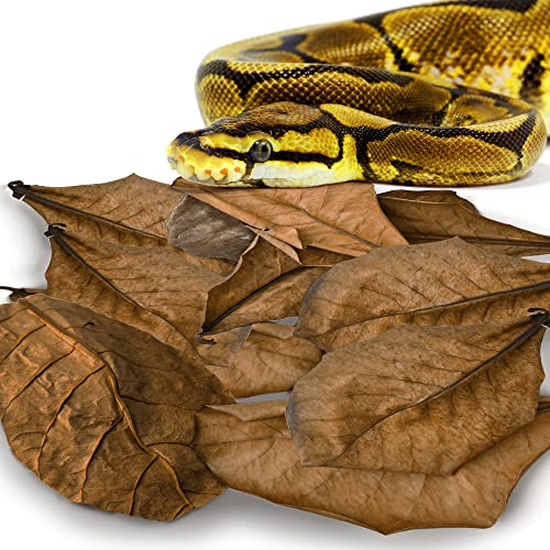 Image of SunGrow Leaf Litter for Snakes, 10 Pcs Medium Indian Almond Catappa Leaves Substrate Maintain Humidity in Corn Snake and Ball Python Terrarium, 7-8 Inches, Reptile Tank Decor Accessories