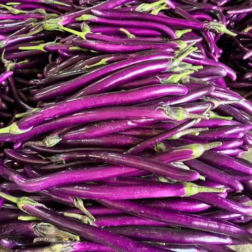 semillas de berenjena orgánicas de variedades antiguas berenjena en resistentes camas elevadas para jardín de tradicionales 400pcs