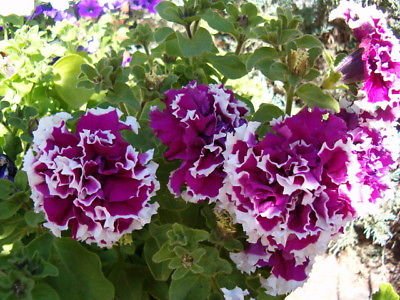 Semi della petunia 50 Semi pellettato Viola Pirouette Petunia Viola Piroutte