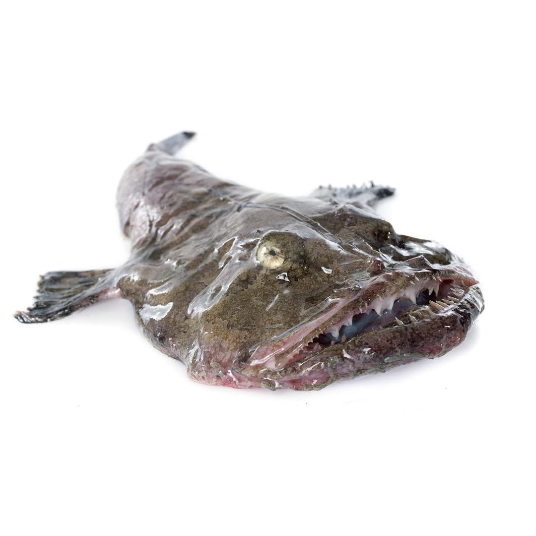 Sponsored Ad – Monk Fish Box 10kg – Premium Fresh Monkfish, Firm & Meaty Texture, Perfect for Restaurants and Home Chefs