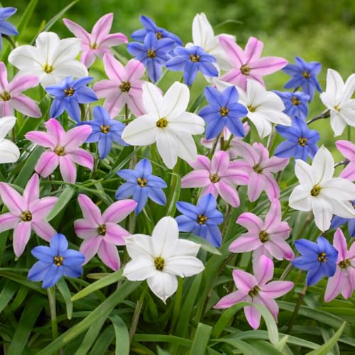 You Garden - 300 x Spring Flowering Bulb Mixed Pack, 300 Bulbs, 7 Varieties, Bulk Buy Collection