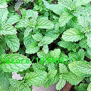 Potseed Jardín Haba siembra hortalizas, 20g / Frijoles Bolsa Grande de Color Blanco Semillas de Plantas y jardín