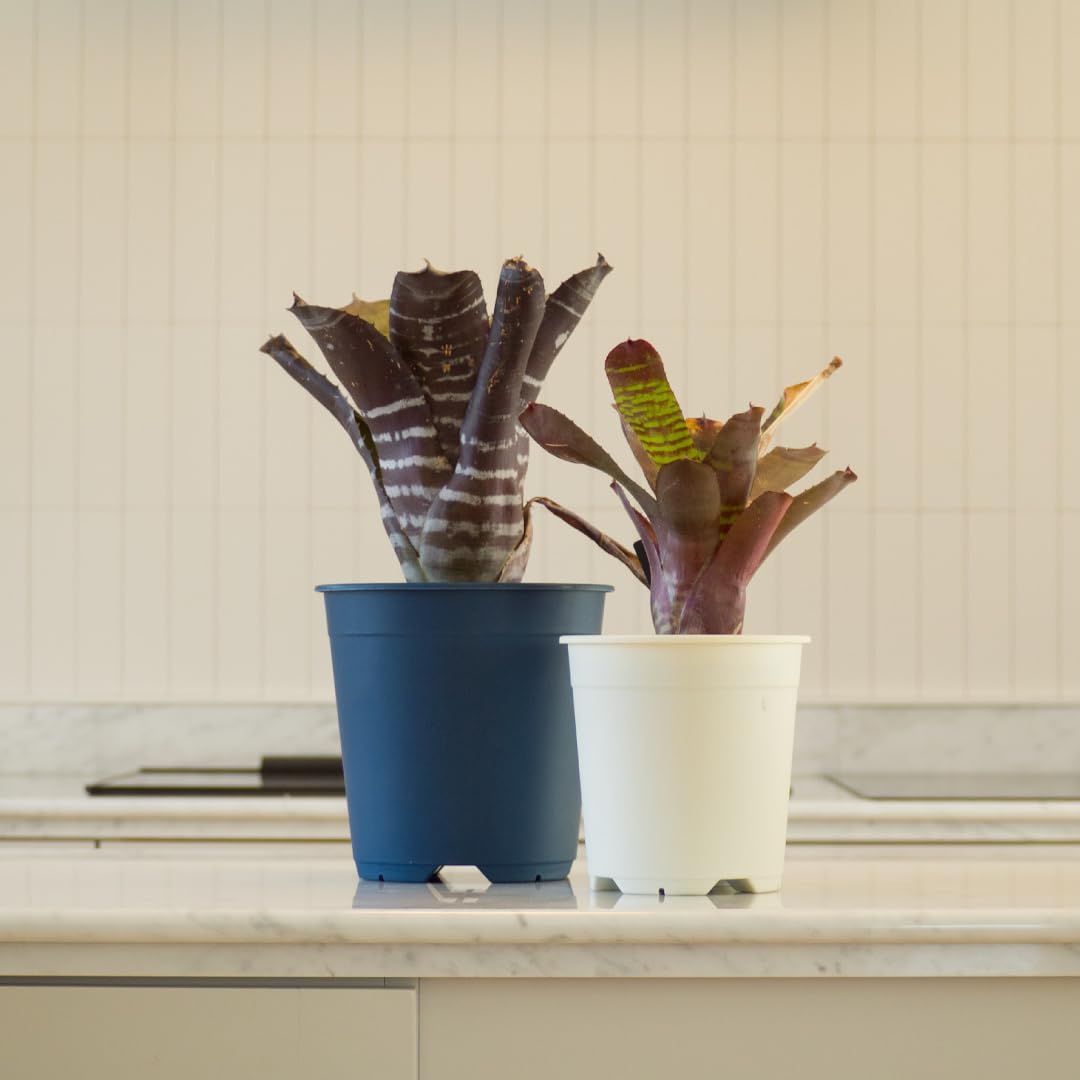 コーマ‼️小さな植木鉢 100個セット コーマ‼️小さな植木鉢 100個