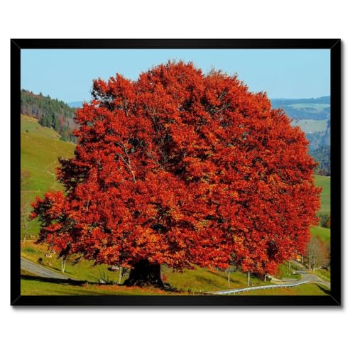 Poster arbre solitaire rouge cadre blanc habillage mur vide 50x40