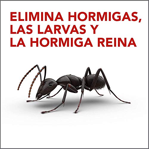Imagen detallada de una hormiga negra, representando la efectividad de Raid en la eliminación de hormigas, larvas y reinas