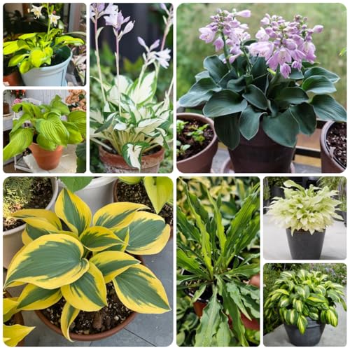 semi di hosta, hosta decorazione autunnale, balcone resistenti all'esterno, decorazioni autunnali primaverile, esotiche 125pcs