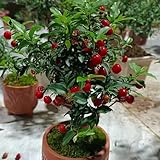 acerola - enanos semillas de comprar bonsáis trepadora resistentes para jardines de rocas semillas 150pcs